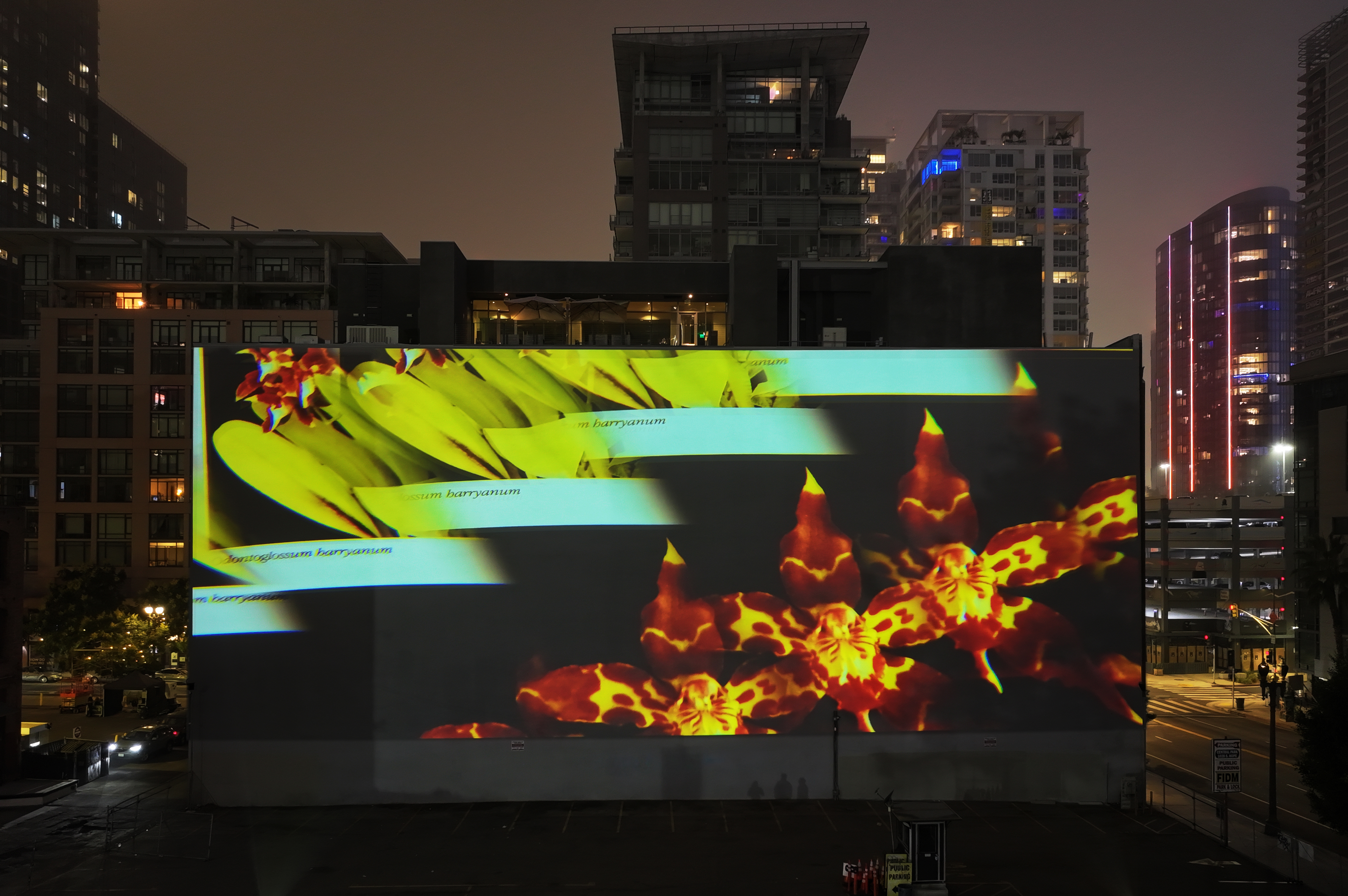 An aerial view of video projection on the face of a building against a purple hazy sky and the downtown Los Angeles skyline. Video image of the pages of a book containing yellow and red orchid flowers reflected and multiplied across the screen